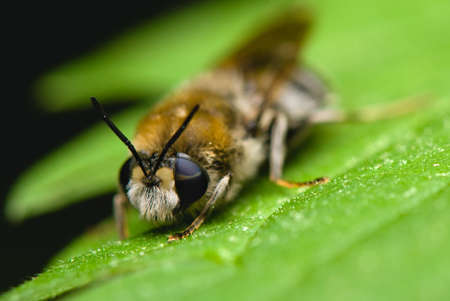 Bearded bee with two-colored eyesの写真素材