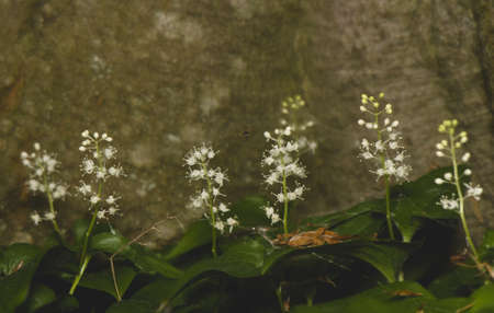 Maianthemum bifoliumの写真素材