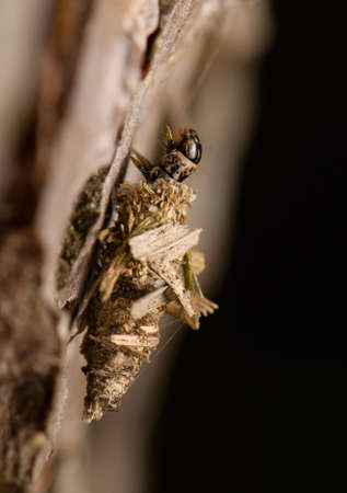 Larva Psychidaeの写真素材