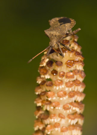 Coreus marginatus
