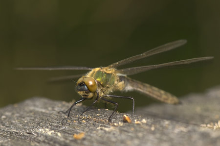 Cordulia aenea