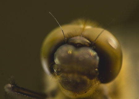 Cordulia aenea