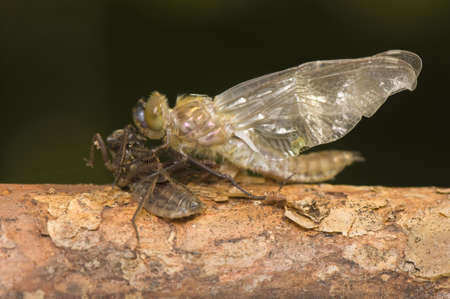 Cordulia aenea - chrysalis, metamorphosisの写真素材