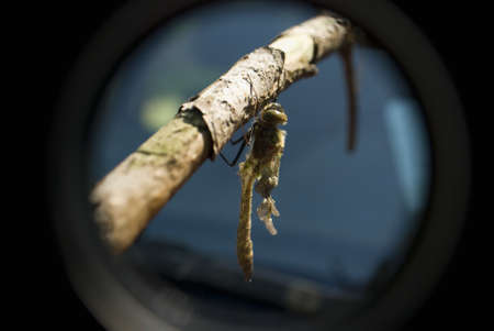 Cordulia aeneaの写真素材