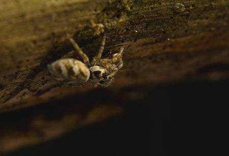 Jumping spider
