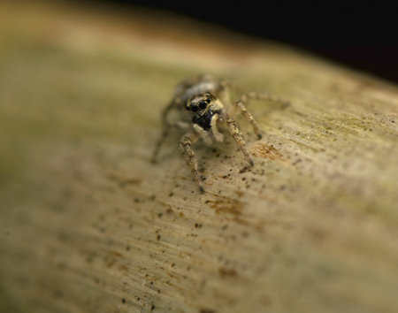 Jumping spider