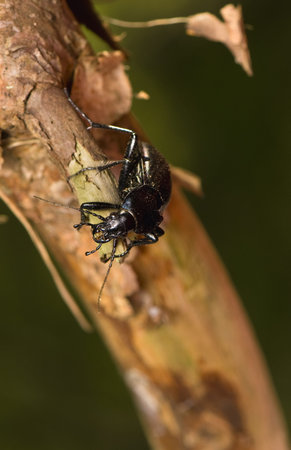 Carabus