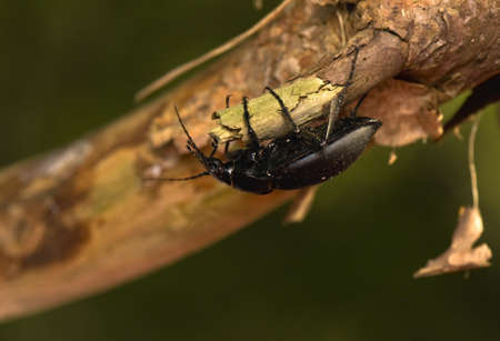 Carabusの写真素材