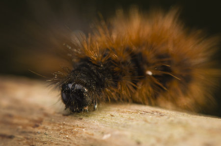 caterpillar