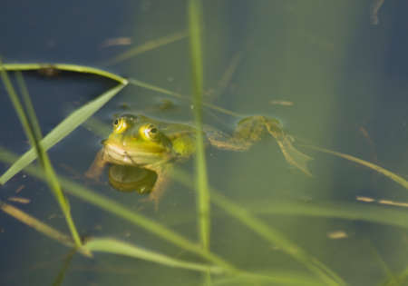 Pelophylax lessonaeの写真素材