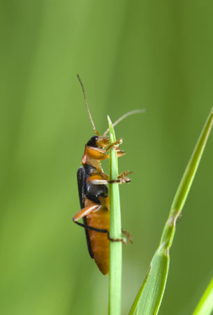 Cantharis