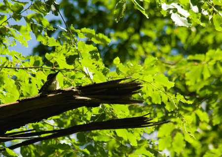 Woodpecker Dendrocopos major
