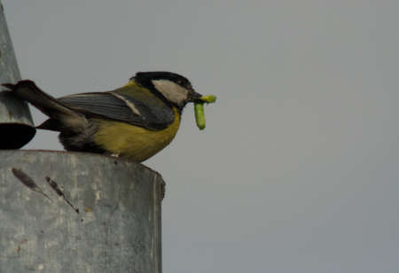 Parus majorの写真素材