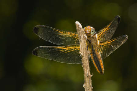 Libellula fulvaの写真素材