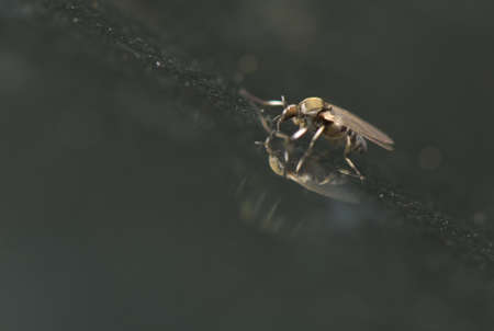 Culicidaeの写真素材