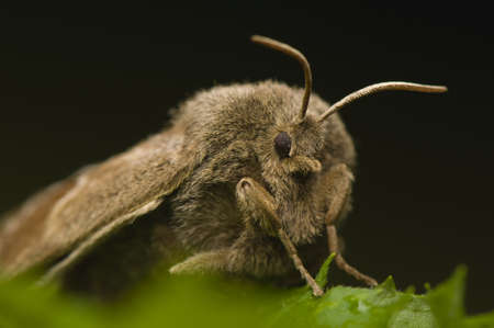 Macrothylacia rubiの写真素材