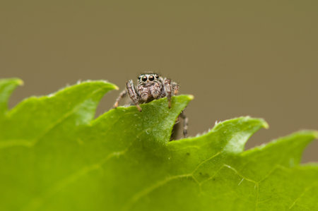 Jumping spider