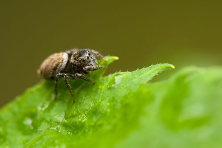 Jumping spider