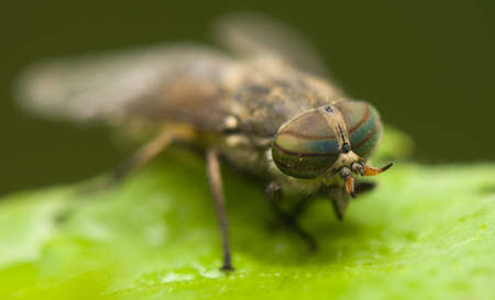 Horse flyの写真素材