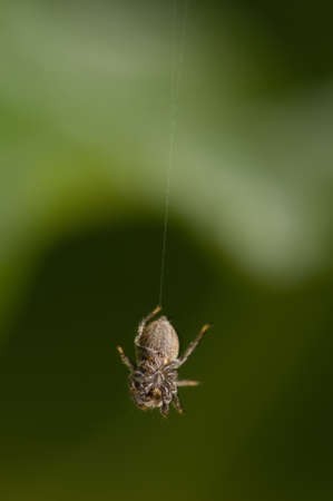 Jumping spiderの写真素材
