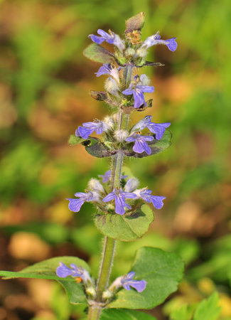 Ajuga reptans