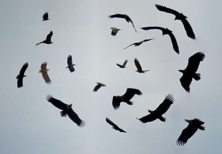 Haliaeetus albicillaの写真素材