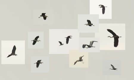 Ardea cinereaの写真素材