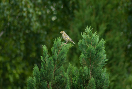 Carduelis chloris