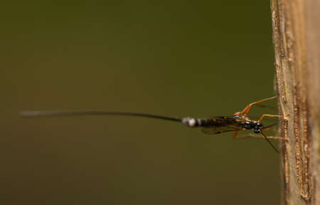  Ichneumonidae, Ephialtes manifestatorの写真素材