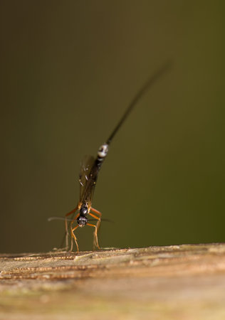 Ichneumonidae, Ephialtes manifestatorの写真素材
