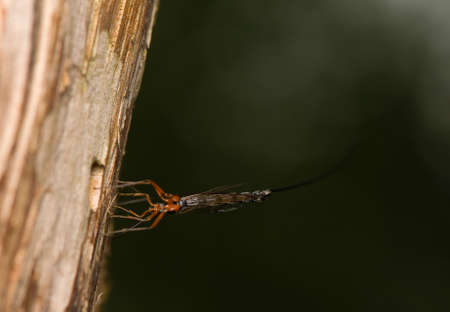  Ichneumonidae, Ephialtes manifestatorの写真素材