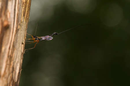  Ichneumonidae, Ephialtes manifestatorの写真素材