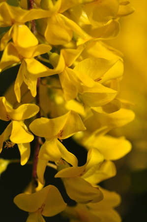 Laburnumの写真素材