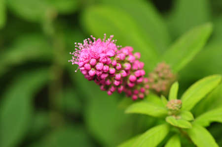 Spiraeaの写真素材