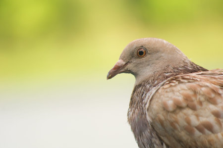 pigeon