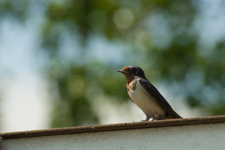 swallow