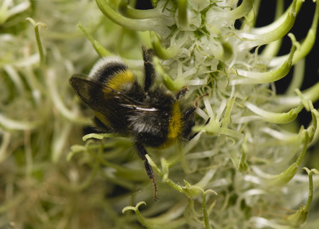 Bumblebee