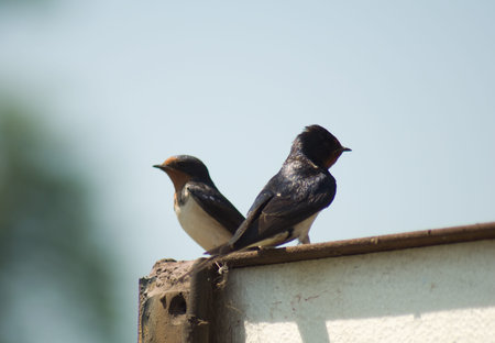 swallowの写真素材