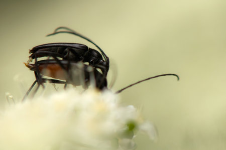Cerambycidae