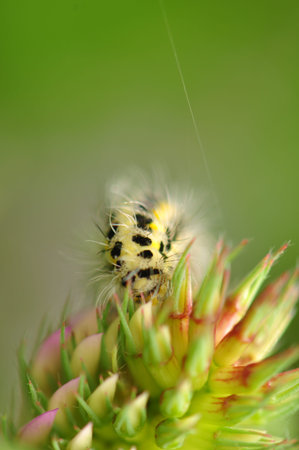Zygaena lonicerae の写真素材