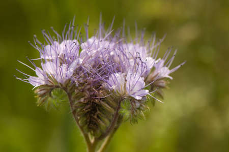 Phacelia Jussの写真素材