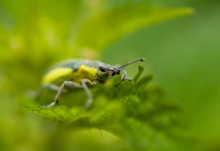 Phyllobiusの写真素材