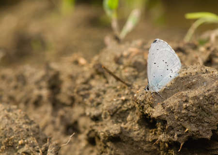 Celastrina argiolusの写真素材