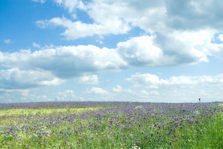 FieldPhacelia Jussの写真素材