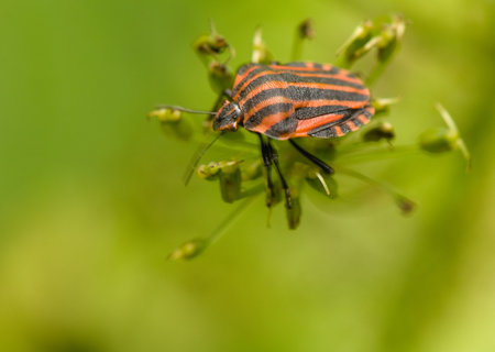 Graphosoma lineatum
