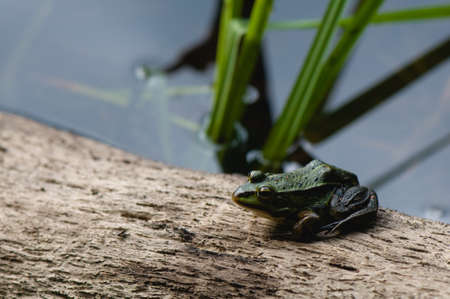 Pelophylax lessonae syn. Rana lessonaeの写真素材