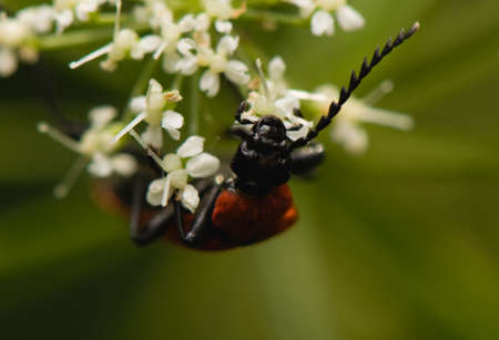 Pyrochroa coccineaの写真素材