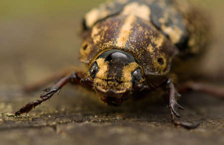 Polyphylla fulloの写真素材