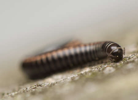 Myriapodaの写真素材