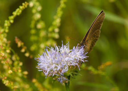 Aphantopus hyperantusの写真素材